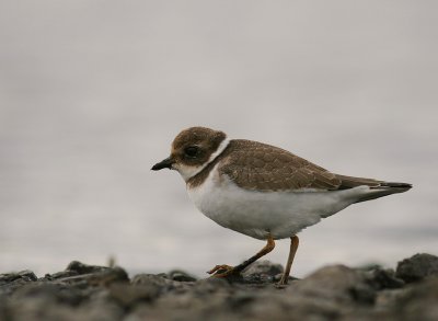 Strre strandpipare [Com. R. Plover] (IMG_9817)