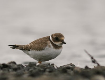 Strre strandpipare [Com. R. Plover] (IMG_9846)