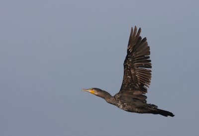 Storskarv [Great Cormorant] (IMG_4578)