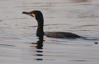 Storskarv [Great Cormorant] (IMG_5027)