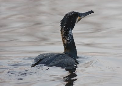 Storskarv [Great Cormorant] (IMG_5059)
