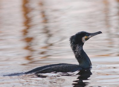 Storskarv [Great Cormorant] (IMG_5062)