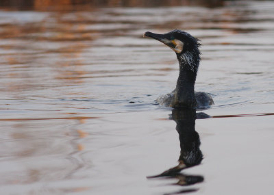 Storskarv [Great Cormorant] (IMG_5080)