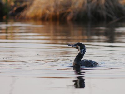 Storskarv [Great Cormorant] (IMG_5111)