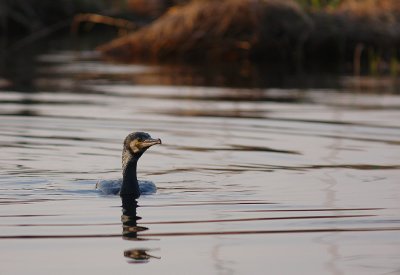 Storskarv [Great Cormorant] (IMG_5112)