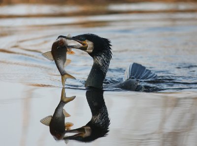 Storskarv [Great Cormorant] (IMG_5135)