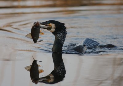 Storskarv [Great Cormorant] (IMG_5136)