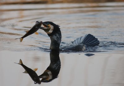 Storskarv [Great Cormorant] (IMG_5138)