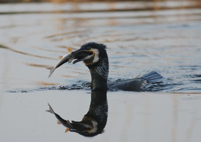 Storskarv [Great Cormorant] (IMG_5141)