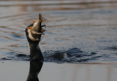 Storskarv [Great Cormorant] (IMG_5142)