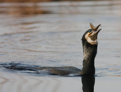 Storskarv [Great Cormorant] (IMG_5148)