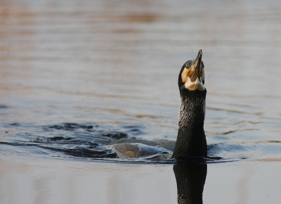 Storskarv [Great Cormorant] (IMG_5151)