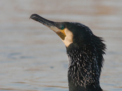 Storskarv [Great Cormorant] (IMG_5155)