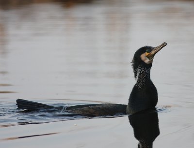 Storskarv [Great Cormorant] (IMG_5158)