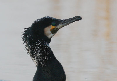 Storskarv [Great Cormorant] (IMG_5161)