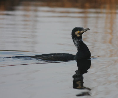 Storskarv [Great Cormorant] (IMG_5175)