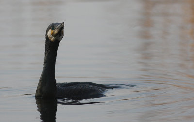 Storskarv [Great Cormorant] (IMG_5198)