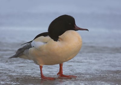 Storskrake [Goosander] (IMG_1390)