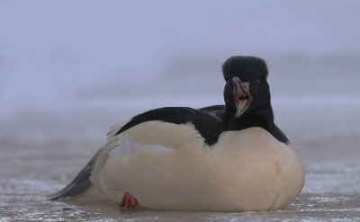 Storskrake [Goosander] (IMG_1444)