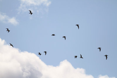 Storspov [Eurasian Curlew] (IMG_1448)