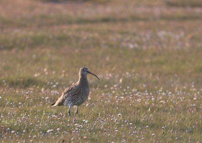 Storspov [Eurasian Curlew] (IMG_6260)