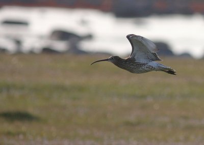 Storspov [Eurasian Curlew] (IMG_6268)