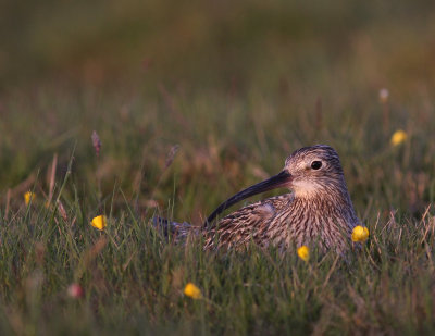 Storspov [Eurasian Curlew] (IMG_8251)