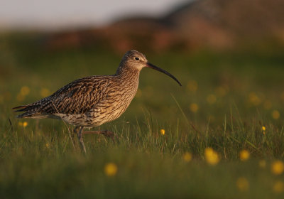 Storspov [Eurasian Curlew] (IMG_8273)