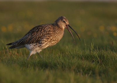 Storspov [Eurasian Curlew] (IMG_8279)