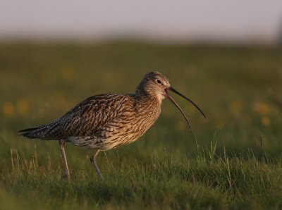 Storspov [Eurasian Curlew] (IMG_8280)