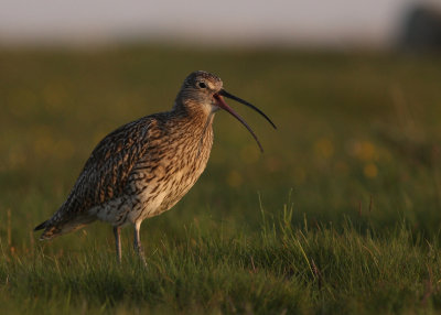 Storspov [Eurasian Curlew] (IMG_8282)
