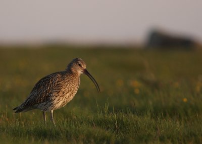 Storspov [Eurasian Curlew] (IMG_8284)