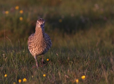 Storspov [Eurasian Curlew] (IMG_8292)