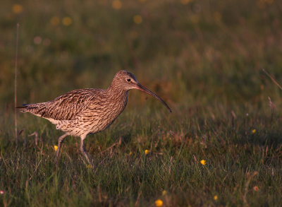 Storspov [Eurasian Curlew] (IMG_8301)