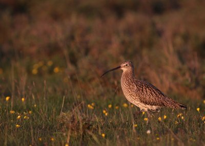 Storspov [Eurasian Curlew] (IMG_8310)
