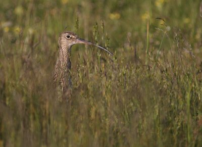 Storspov [Eurasian Curlew] (IMG_8389)