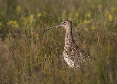 Storspov [Eurasian Curlew] (IMG_8390)