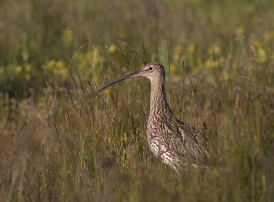Storspov [Eurasian Curlew] (IMG_8393)
