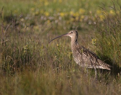 Storspov [Eurasian Curlew] (IMG_8410)