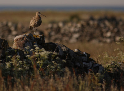 Storspov [Eurasian Curlew] (IMG_8450)