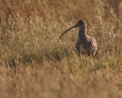 Storspov [Eurasian Curlew] (IMG_8463)