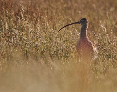 Storspov [Eurasian Curlew] (IMG_8470)