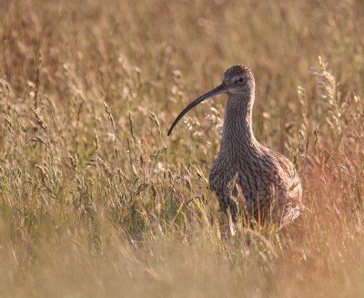 Storspov [Eurasian Curlew] (IMG_8483-storspov.jpg