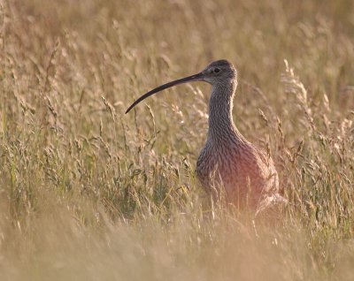 Storspov [Eurasian Curlew] (IMG_8487)