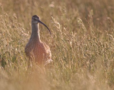 Storspov [Eurasian Curlew] (IMG_8490)