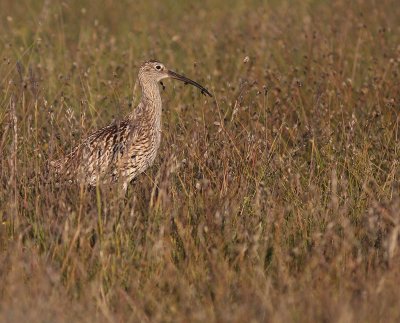 Storspov [Eurasian Curlew] (IMG_8537)