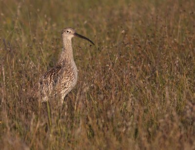 Storspov [Eurasian Curlew] (IMG_8542)