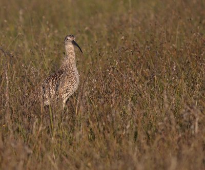 Storspov [Eurasian Curlew] (IMG_8543)