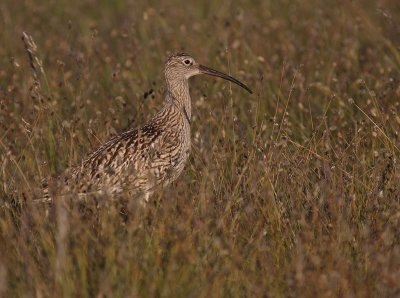 Storspov [Eurasian Curlew] (IMG_8560)