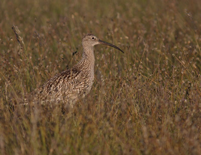 Storspov [Eurasian Curlew] (IMG_8562)